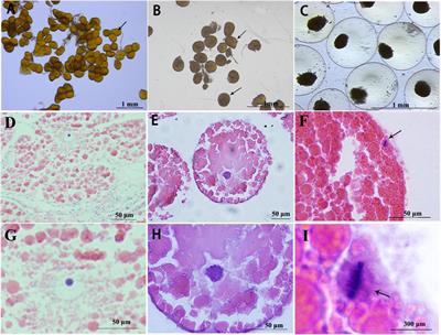 Serotonergic Mechanisms of Oocyte Germinal Vesicle Breakdown in the Mud Crab, Scylla paramamosain